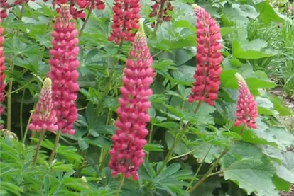 red hybrid lupine