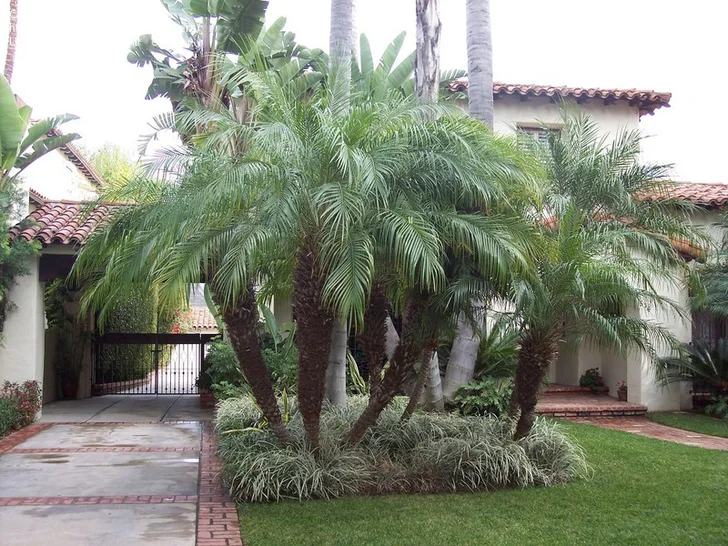 Pygmy date palm in landscape