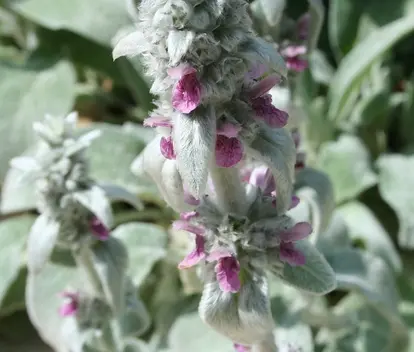 lambs ear blossom