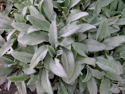 lambs ear groundcover
