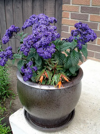 Potted heliotrope