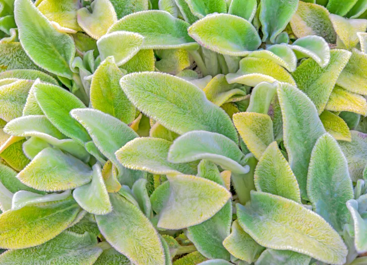 Lamb's Ear Primrose heron