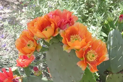 opuntia blossoms
