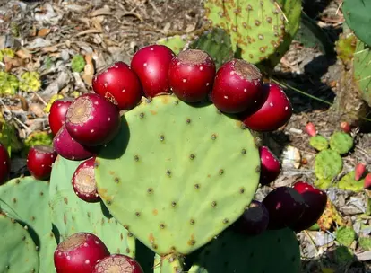 opuntia fruit