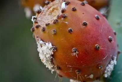 opuntia fruit with scale