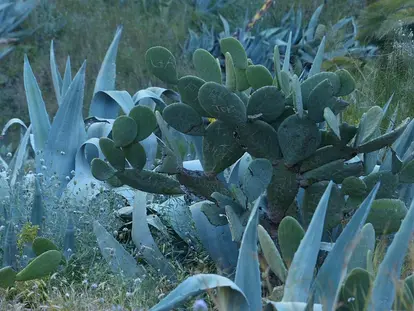 opuntia in the garden