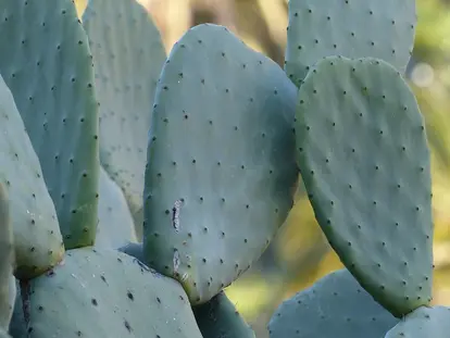 spineless opuntia