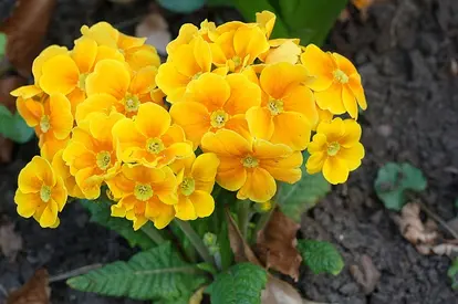 hybrid primrose