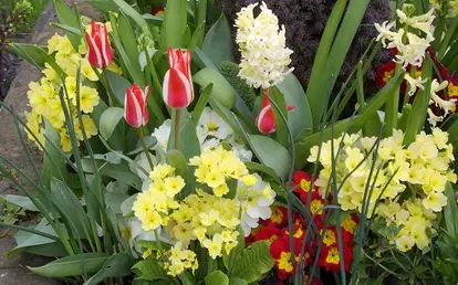 primrose with bulbs