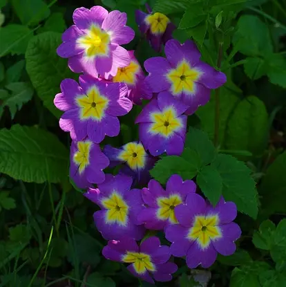 purple and yellow primrose