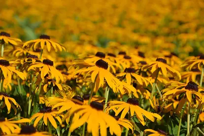 swath of rudbeckia