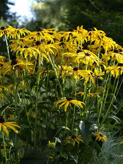 rudbeckia foliage and flowers