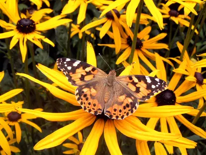 butterfly on black-eyed susan