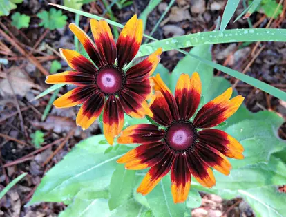 colorful rudbeckia