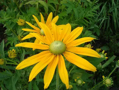rudbeckia green center