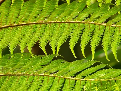 Dicksonia frond