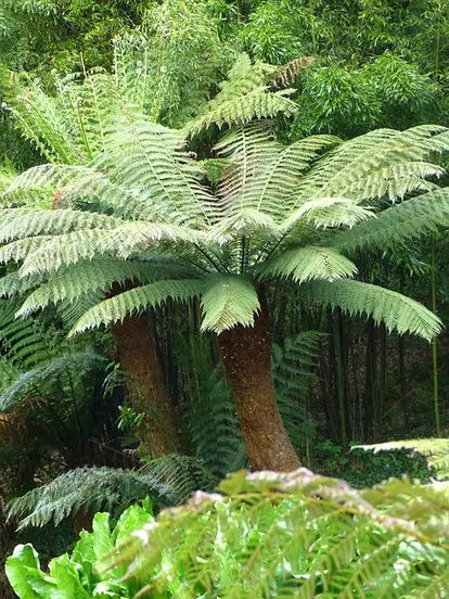 tree fern planting
