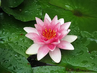 pink water lily