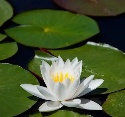 white water lily