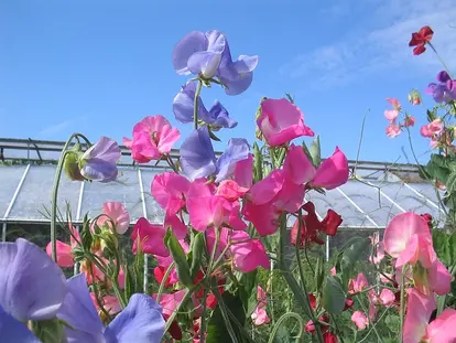 sweet peas blue sky