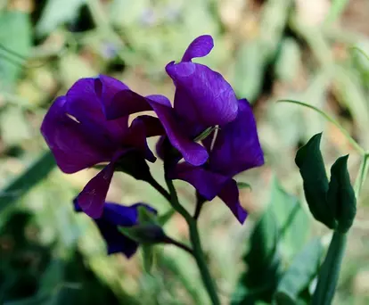 pea flower