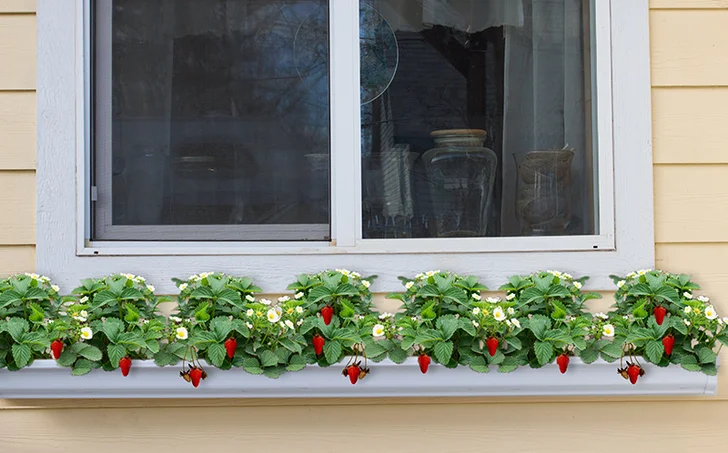 Strawberry rain gutter garden