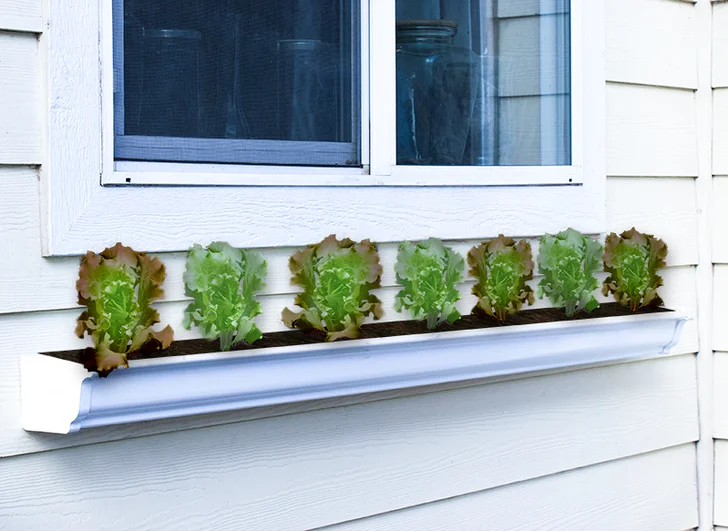 Salad rain gutter garden