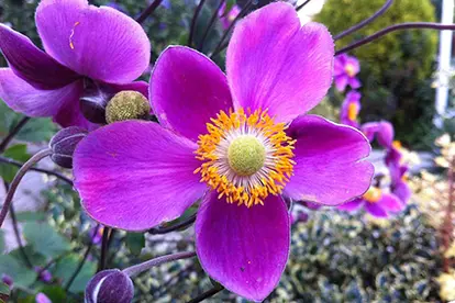 pink anemone