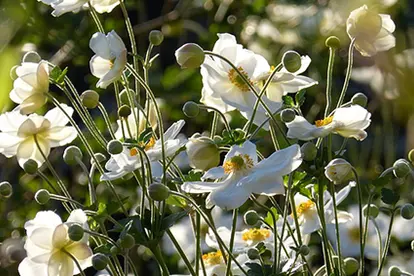 anemone flowers