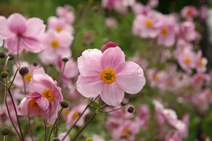 rose colored anemone