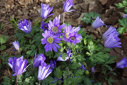 purple anemone