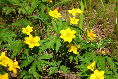 anemone blanda