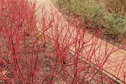 dogwoods along a path