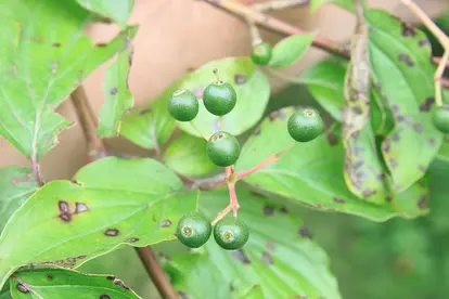 diseased dogwood leaves