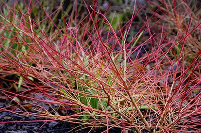Bloodtwig Dogwood, © je_wyer | Flickr.com,  https://www.flickr.com/photos/josh_e-w/15400152417