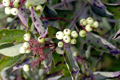 Gray Dogwood, © Frank Mayfield | Flickr.com,  https://www.flickr.com/photos/gmayfield10/3266742099/