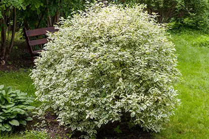 Tartarian Dogwood, © Nickolas Titkov | Flickr.com,  https://www.flickr.com/photos/titkov/16017605041