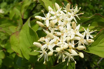 shrub dogwood flowers