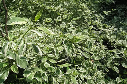 Tartarian Dogwood Shrub, © Elsa Spezio | Flickr.com,  https://www.flickr.com/photos/47699018@N00/4660877865