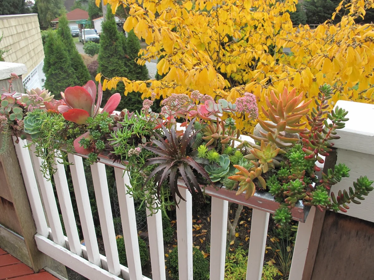 Succulent rain gutter garden - Image (c) Lorene Edwards Forkner author of Handmade Garden Projects