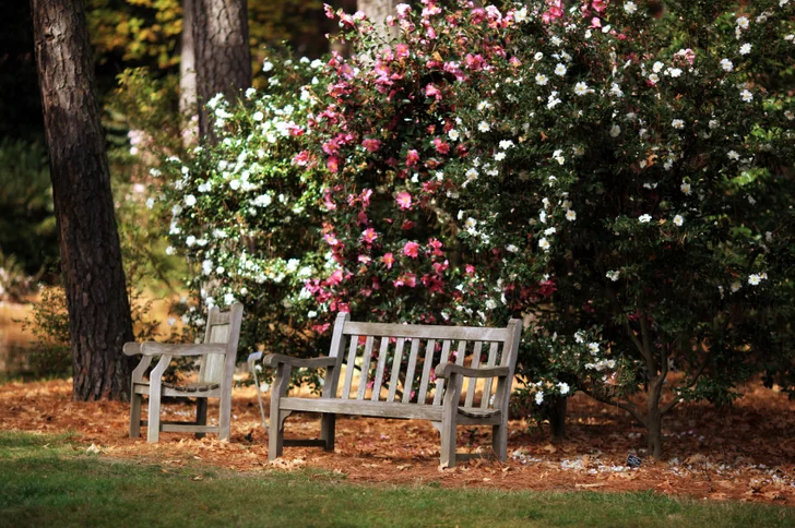 camelias in the park