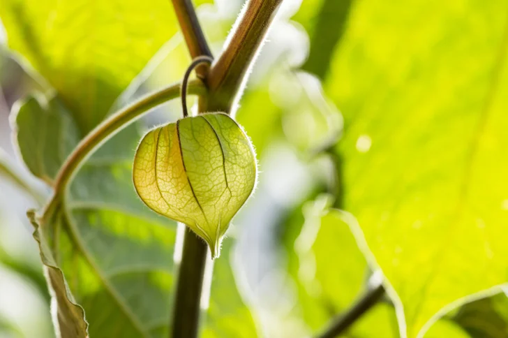 Chinese lantern plant green seed pod