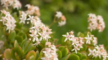 flowering jade