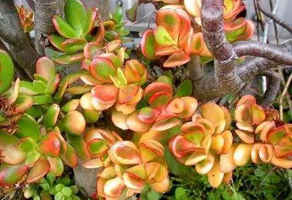 Hummel's sunset jade plant (c) Trio Nursery - www.trionusery.com