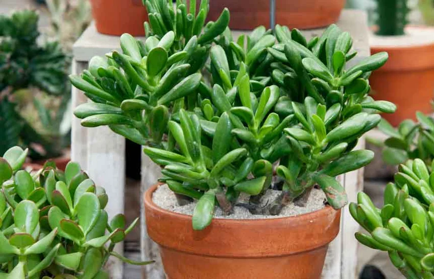 jade plant