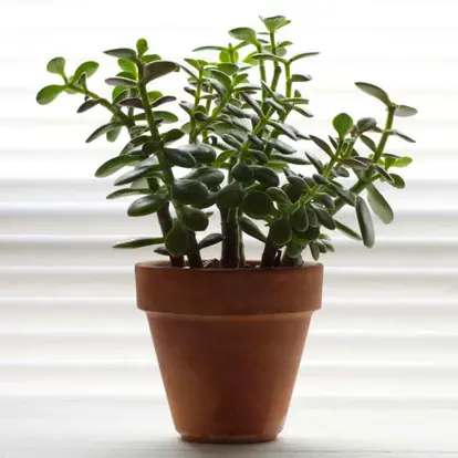 potted jade plant