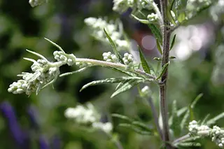 confederate jasmine plant Confederate Jasmine – Fragrant Evergreen Star Jasmine Vine main image 0