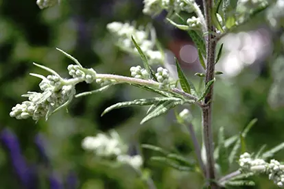 Mugwort, © Melanie Shaw | Flickr.com,  https://www.flickr.com/photos/melanieshawmedicalherbalist/9389104717