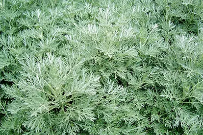 Powis Castle Artemisia, © Patrick Standish | Flickr.com,  https://www.flickr.com/photos/patrickstandish/1557444580