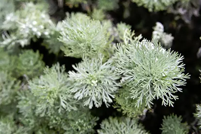 Silver Mound Artemisia, © Quinn Dombrowski | Flickr.com,  https://www.flickr.com/photos/quinnanya/3816621730